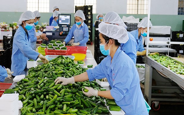 越南农产品适应于新冠疫情严格防控情况 hinh anh 1