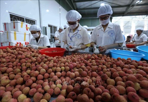 将越南水果出口带入美国的连锁超市销售的一大步 hinh anh 1