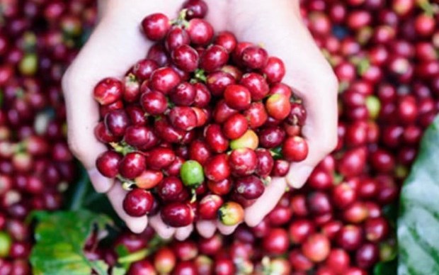 越南对中国的咖啡出口急剧增长 hinh anh 1