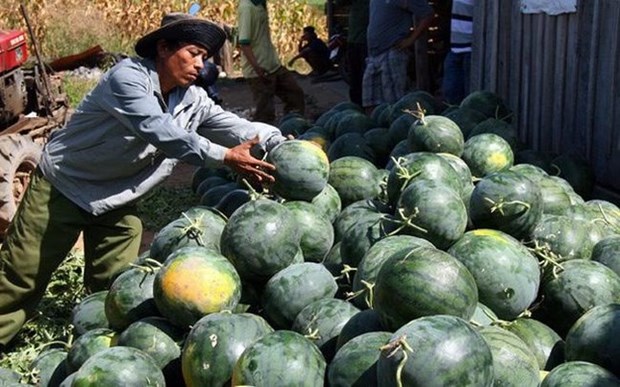 越南多种出口中国水果植物检疫议定书即将签署 hinh anh 1