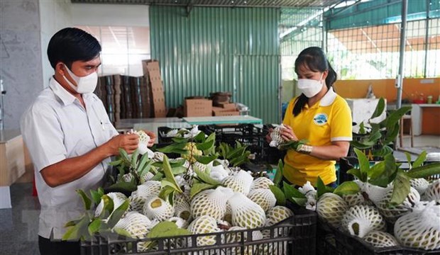 越南对中国市场出口新鲜水果适应新规定 hinh anh 1