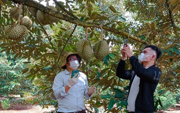 越南得乐省各榴莲种植区获得中国海关总署的好评 hinh anh 2