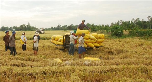 红河三角洲大力扩大优质稻米生产面积 hinh anh 1