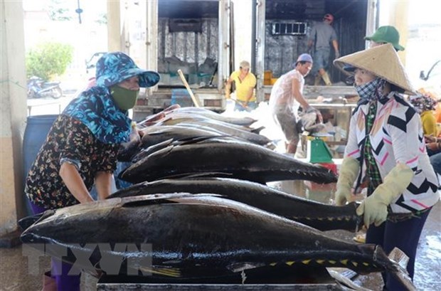越南对比利时的金枪鱼出口额保持高增态势 hinh anh 1