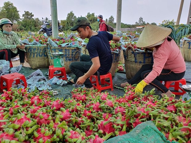 2022年前8月越南蔬果对中国出口额达10亿美元 hinh anh 1