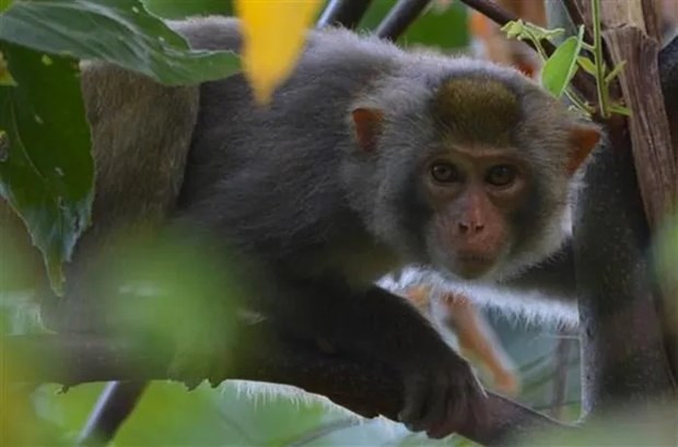 越南推出两部生物多样性保护和动物福利的纪录片 hinh anh 2