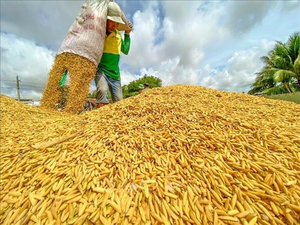 1万户农民从水稻价值链项目中获益 hinh anh 1