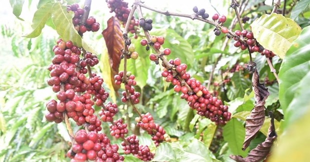 《越英自由贸易协定》助力越南咖啡产业扩大在英国的市场份额 hinh anh 1