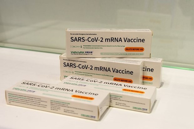 印度尼西亚成为第一个批准使用中国研发的mRNA新冠疫苗的国家 hinh anh 1