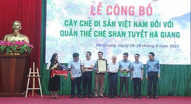 河江省1300 多棵山雪茶树被列入越南古树名录 hinh anh 1