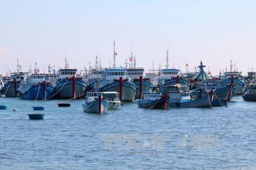 越南槟椥和茶荣两省重点发展海洋经济 hinh anh 4