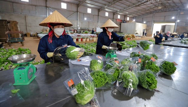 越南林同省大叻市绿色蔬菜销往新加坡和韩国 hinh anh 1