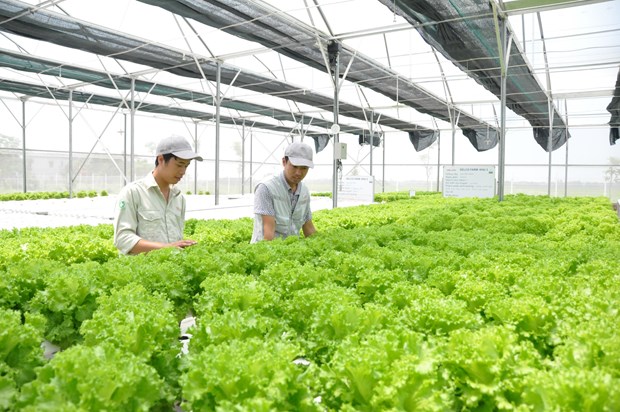 到2025年河内市高新技术农产品产值率达70% hinh anh 1
