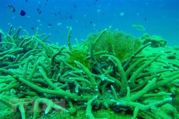 东亚海地区各国强化应对塑料污染和保护海洋生态的合作 hinh anh 1