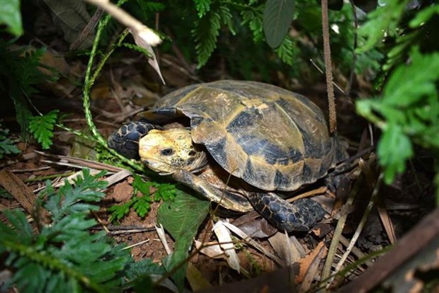 在浦乎自然保护区发现许多稀有的龟类品种 hinh anh 1