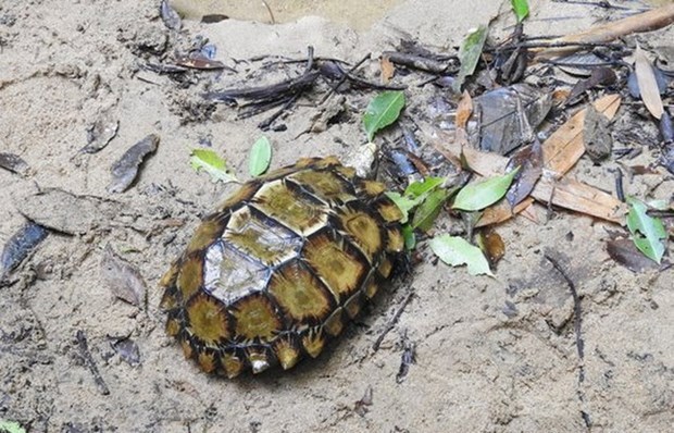 庆和省婆礁自然保护区发现凹甲陆龟 hinh anh 1
