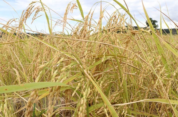 澳大利亚和越南专家联合开发出适应气候变化的新稻种 hinh anh 1