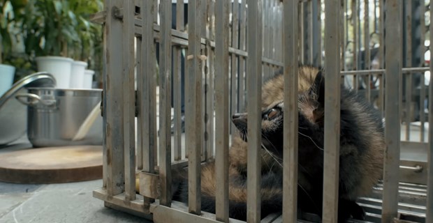 越南自然教育中心的宣传片《食用野生动物带来的疾病风险》正式亮相 hinh anh 1
