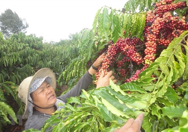 嘉莱省咖啡出口额同比增长近30% hinh anh 1