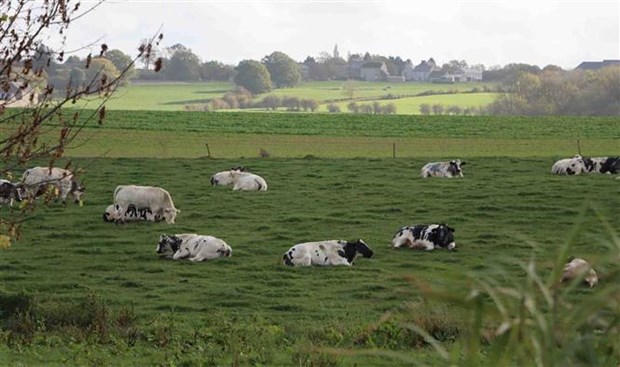 河内市与比利时瓦隆地区合作开发3B奶牛品种 hinh anh 2