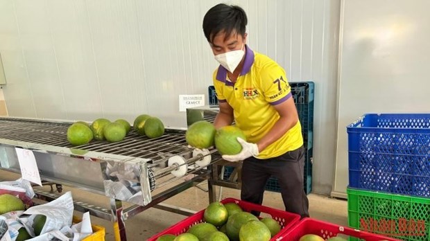 槟椥省即将向美国出口第一批绿皮柚子 hinh anh 1