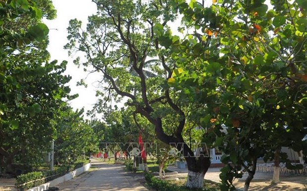 海军第4区接收1.5万棵果树树苗以绿化长沙岛县 hinh anh 1