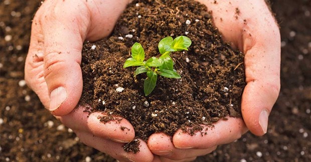 越南力争2025年有机肥占到肥料总用量的25% hinh anh 1