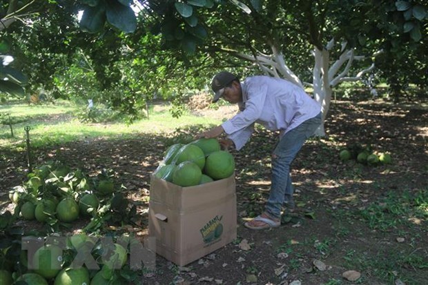 巴地头顿省4个柚子种植区满足出口到美国的标准 hinh anh 1