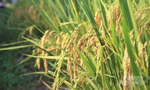 越南与国际水稻研究所加强合作 努力取得新成果 hinh anh 2