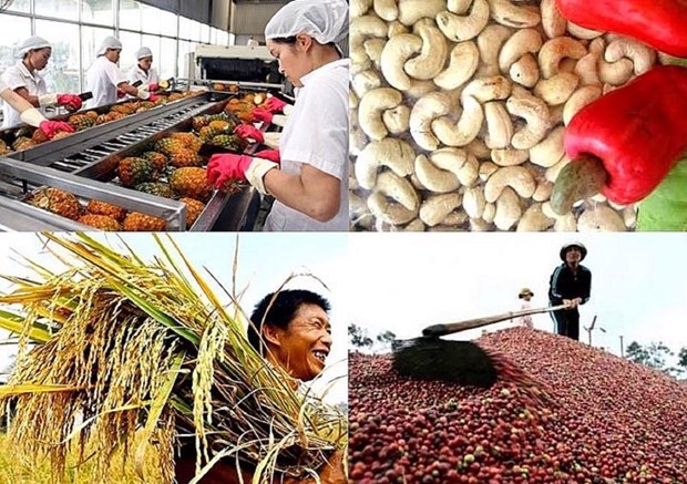 植物保护局：2022年是越南农产品进军外国市场大获成功的一年 hinh anh 1