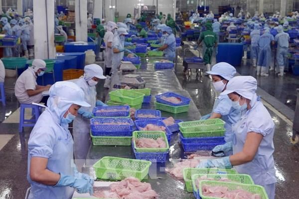 2022年前11月越南查鱼出口同比增长77% hinh anh 1