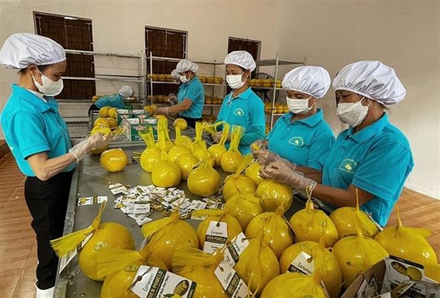 越南和平省对英国出口11吨演柚子 hinh anh 1