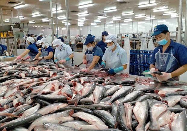 2022年越南查鱼出口额预计达24亿美元 刷新历史最高水平 hinh anh 1