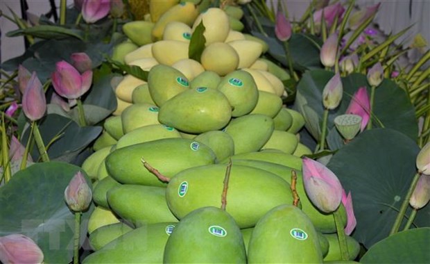 越南成为韩国第三大芒果供应市场 hinh anh 1