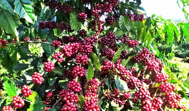 泰国加大咖啡的种植力度 满足亚洲快速增长的需求 hinh anh 1
