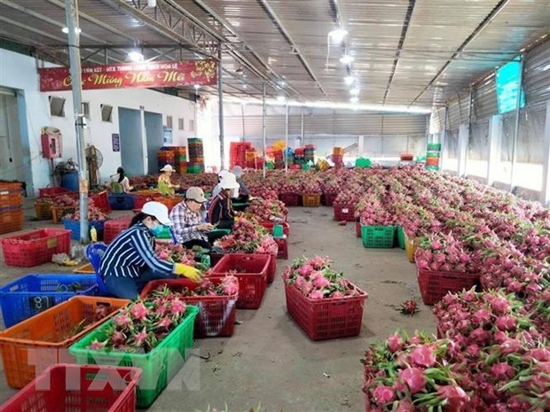 越南13种农产品通过正贸渠道出口中国 hinh anh 1
