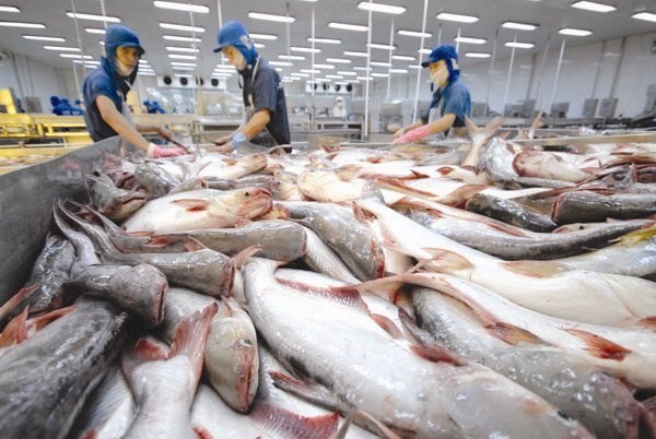 越南查鱼出口世界多个国家和地区 hinh anh 1