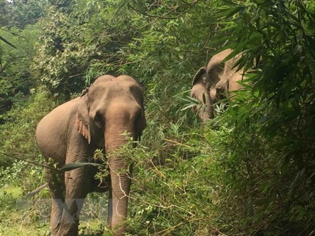 广南省大象群保护区及其栖息地确保大象群食物来源充足 hinh anh 1