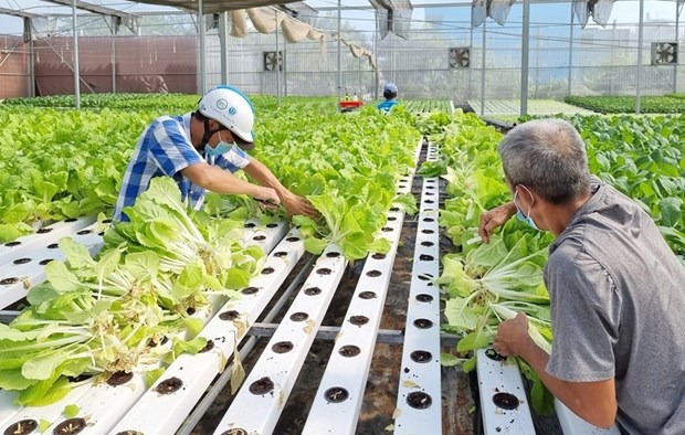 2023年越南新成立农业合作社将达1600家 hinh anh 1