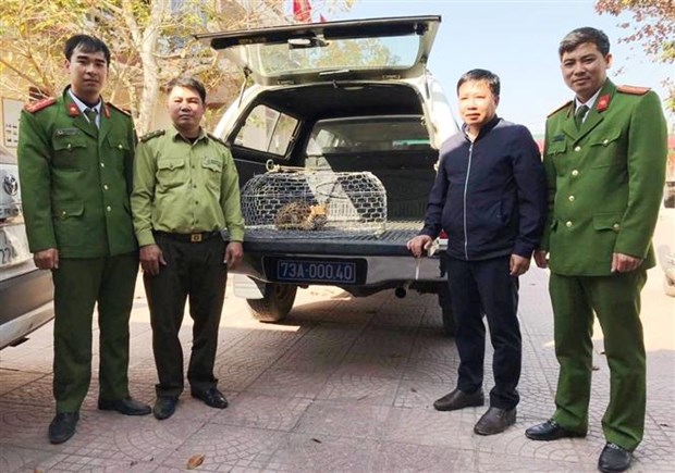 广平省：接收一只被列入越南红皮书的稀有野猫 hinh anh 1
