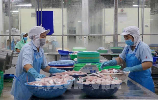 越南新增23家水产品出口企业获批出口中国 hinh anh 1