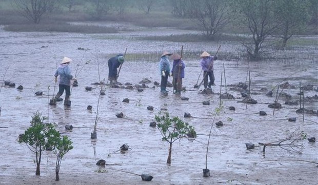 红河平原地区红树林恢复和可持续管理项目启动 hinh anh 1