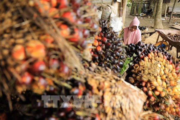 印度尼西亚与马来西亚合作保护棕榈油领域的利益 hinh anh 1
