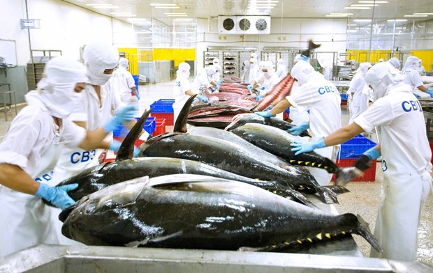 美国成为越南最大的金枪鱼出口市场 hinh anh 1
