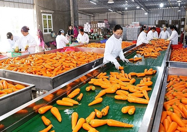 越南蔬果制品出口额跻身10亿美元名单 hinh anh 1