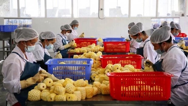 越南农产品出口企业获向中国出口的企业注册编号435个 hinh anh 1