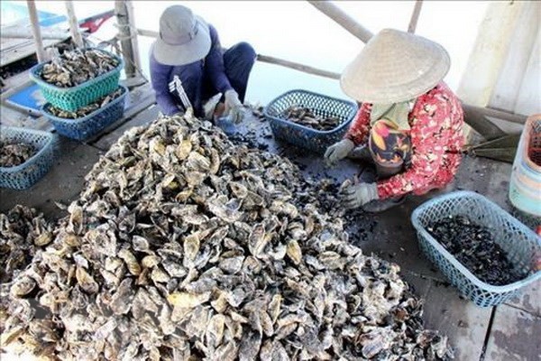 越南与日本促进牡蛎养殖链发展合作 hinh anh 1