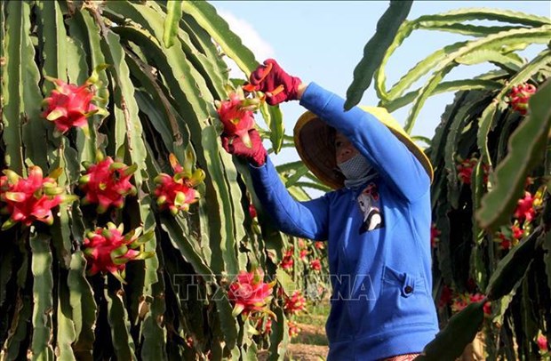 越南工贸部部长阮鸿延建议印度为越南各种农产品和新鲜水果敞开大门 hinh anh 2