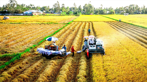 越南力争2030年农业领域吸引外国直接投资资金达250亿美元的目标 hinh anh 1