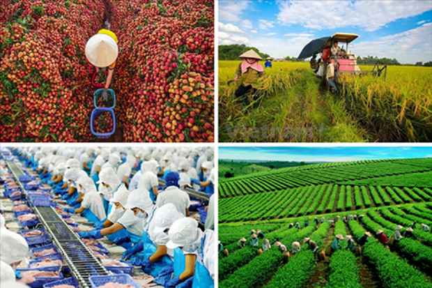 越南力争2030年农业领域吸引外国直接投资资金达250亿美元的目标 hinh anh 2